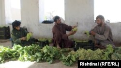 د کندهار د انګورو تصویر له ارشیفه