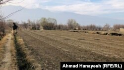 وچکالۍ د افغان کروندګرو فصلونو او حاصلاتو ته هم ډېر تاوان اړولی