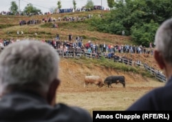 Bikovi ukrštaju rogove na Popović brdu, 6. avgust.