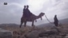 بلوچستان کې پر اوښانو ناستو چارواکو سرشمېرنه وکړه
