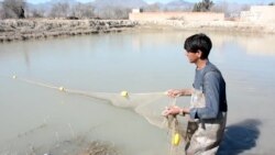 خوست کې د ماهیانو فارمونو کاروبار خراب شوی دی