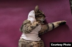 Кошка Кэрри
