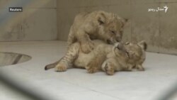 د لاهور په ژوبڼ کې دوه زمري زېږېدلي دي
