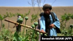 له ارشیفه د کوکنارو د یوه کښت د اړولو تصویر 