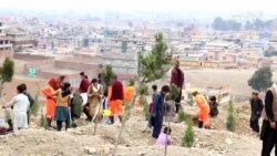 خوست کې د ونو او بوټو کښېنولو مېله روانه ده