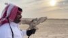په قطر کې د مارغانو سيالۍ شوي