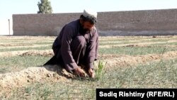 کندهاري کروندګر د زعفرانو لپاره د بازار غوښتنه کوي