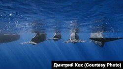 Кашалоты, Азорские острова