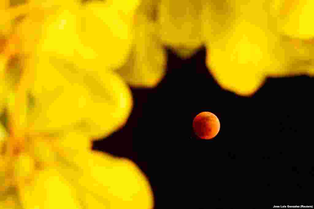Luna roșiatică este observată pe cerul din Tinum, Mexic, 15 mai 2022. Acest fenomen se produce aproximativ de două ori pe an, atunci când Soarele, Pământul şi Luna sunt perfect aliniate, iar Luna se află în faza sa plină. 