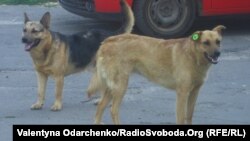 У Здолбунові розвелися собаки. І живодери