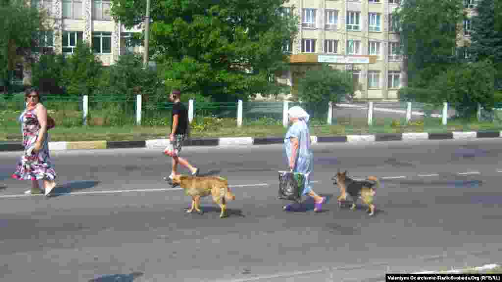 Правила руху обов’язкові і для собак. Вулиця Шкільна в Здолбунові
