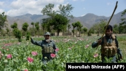 اورتاق وویل چې د ننګرهار هغو سيمو کې چې شرايط سم وو، سل هکټاره ځمکې مو د کوکنارو له بوټو پاکې کړې