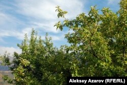 Яблоня Сиверса, растущая по пути к Кокжайляу, включена в Красную книгу. Алматинская область, 12 сентября 2015 года.