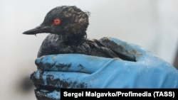 Птица, напоена с мазут, пристига в автомивка, превърната от доброволци в импровизиран център за спешна помощ в село Витязево.