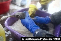 Голям гребенест дъждосвирец се почиства в импровизирано съоръжение.