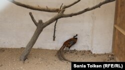 Королевский фазан тоже обитает в фермерском хозяйстве.