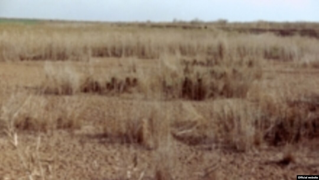 Withering reeds in the former Iraqi marsh area