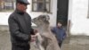 Прирученный архар во дворе жителя Жанакоргана Калау Ашимова. Видео Азаттыка.