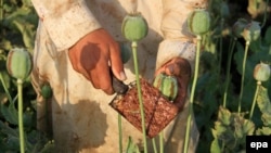 له ارشیفه د کوکنارو یوه کرونده