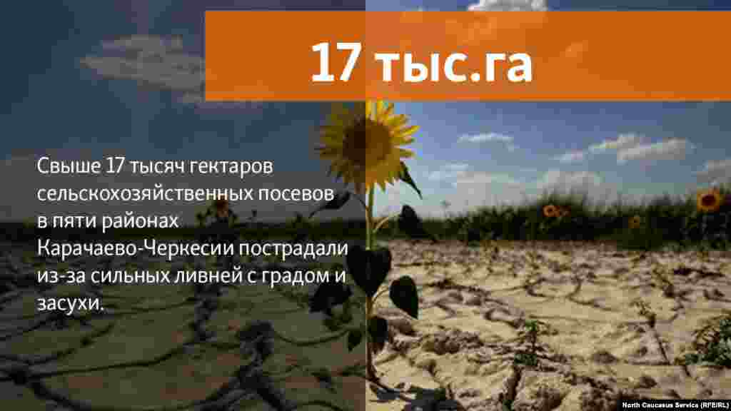 20.07.2018 // Свыше 17 тысяч гектаров сельскохозяйственных посевов в пяти районах Карачаево-Черкесии пострадали из-за сильных ливней с градом и засухи. 
