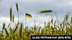 Ячмінне поле на Київщині, 23 червня 2022