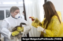 Жени почистват мазута от голям гмурец рогач в автомивка, превърната от доброволци в импровизиран център за спешна помощ в село Витязево.