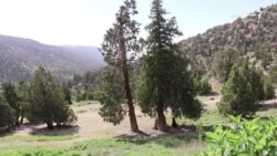وچکالۍ او ناروغۍ د زیارت ځنګل زیانمن کړی دی