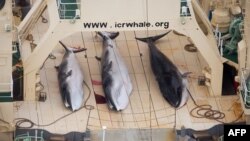 Три малых полосатика на палубе японского китобойного судна в Антарктике. Январь 2014 года