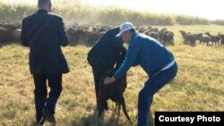 Ферма в Иране, где разводят овец. Фото из архива Парвиза Тинея, этнического казаха, живущего в Иране.
