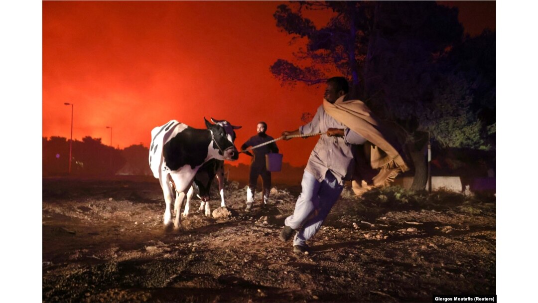 Localnicii își părăsesc fermele alături de animalele lor, în timp ce un incendiu se dezlănțuie în suburbia Thrakomakedones, la nord de Atena, Grecia, 7 august 2021.