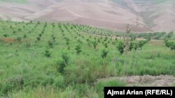 ارشیف، د دغه ولايت په مرکز او څو ولسواليو کې به په ۱۱ زره جريبه ځمکه کې بڼونه جوړ شي.