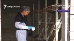 Из журналистов в сыровары. Как семья из Сибири сменила профессию