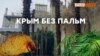 Вредители съели крымские пальмы (видео)
