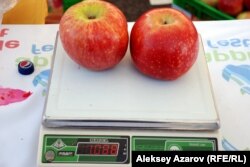 Два яблока сорта апорт тянут больше чем на один килограмм. Алматы, 16 сентября 2012 года.