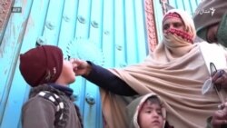 پاکستان کې له يو کال راهيسې د ګوزڼ پېښه نه ده ثبت شوې