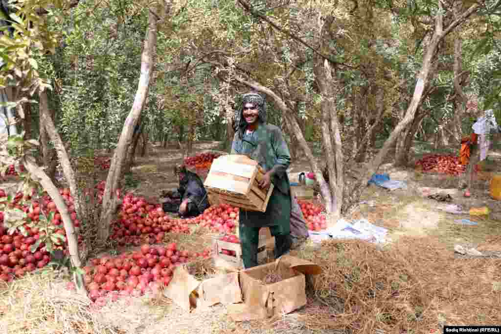 د سوداګرۍ خونې مسوولين وايي، تېر کال شاوخوا ۹۰زره ټنه انار صادر شوي وو، خو اوس د لوړې تعرفې له امله صادرات نږدې ۸۰ سلنه د کموالي سره مخ شوي دي.