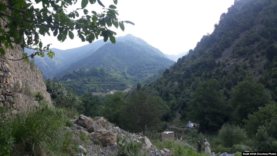په تيرا کې د نښترو، غوزانو او لمنځې لوی ځنګلونه دي - پخوانی انځور