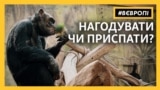 «Нагодуй звірятко онлайн»: зоопарки Чехії – у скруті через відсутність відвідувачів (відео)